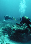 Researchers count fish at Honokohau