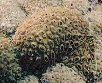 rubber coral