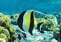 Moorish Idol