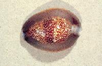 snakehead cowry