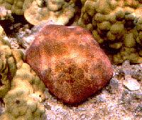 cushion star