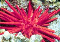 slate pencil urchin