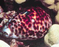 tiger cowry