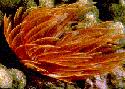 Featherduster worm