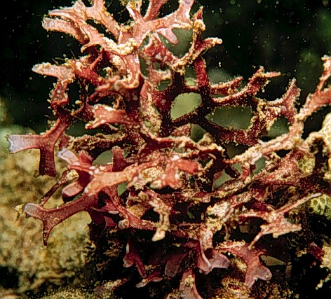 pics of ocean plants. Marine plants and animals play