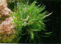 Siphonocladus_tropicus.jpg