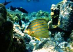 Bluestripe butterflyfish