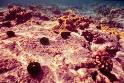 Urchins graze the reef flat