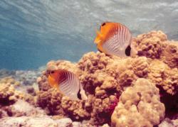 Pair of threadfin butteflyfish at Kahalu'u