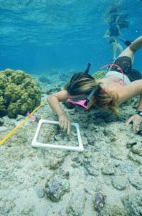 WHEA student collecting data at Kahalu'u