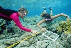 Sara Peck (in pink wetsuit) and WHEA student monitoring reef