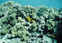 Reef flat