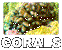Corals.gif (2315 bytes)