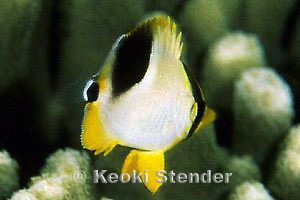 Juvenile Saddleback Butterflyfish, Faga'alu, Samoa, 5 feet