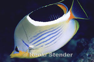 Saddleback Butterflyfish, Hanauma Bay, 45 feet
