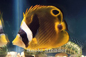 Juvenile Raccoon Butterflyfish