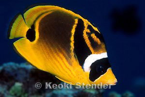 Raccoon Butterflyfish, Hanauma Bay, 25 feet