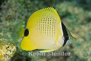 Juvenile Milletseed Butterflyfish, Electric Beach, 30 feet, Yuko Stender