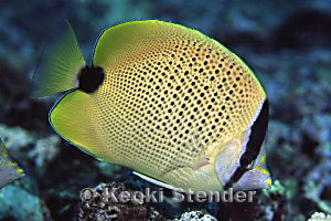Milletseed Butterflyfish, Hanauma Bay, 25 feet
