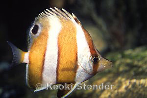 Chaetodon modestus, Toba Aquarium, Japan