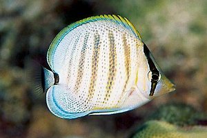 Juvenile Pebbled Butterflyfish, Hanauma Bay, 25 feet