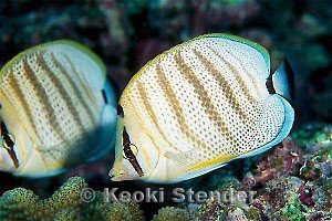 Pebbled Butterflyfish, Makapu'u Pinnacle, 20 feet