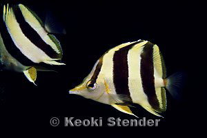 Prognathodes sp., Waikiki Aquarium