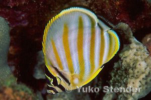 Juvenile Ornate Butterflyfish at dusk, Haleiwa Trench, 25 feet, Yuko Stender