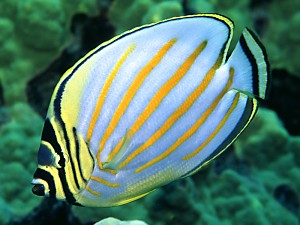 Ornate Butterflyfish, Hanauma Bay, 25 feet