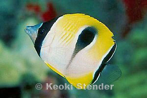 Juvenile Teardrop Butterflyfish, Moku Manu, 50 feet