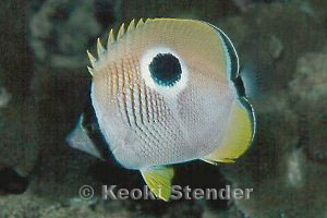 Teardrop Butterflyfish at night, Hau'ula, 25 feet