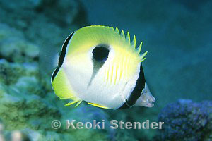 Teardrop Butterflyfish, Ahihi Bay, Maui, 25 feet