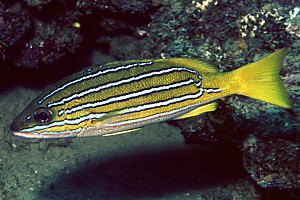 Lutjanus